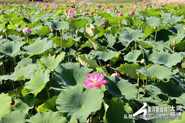 浑源县：山西神溪国家湿地公园的“荷”美答卷
