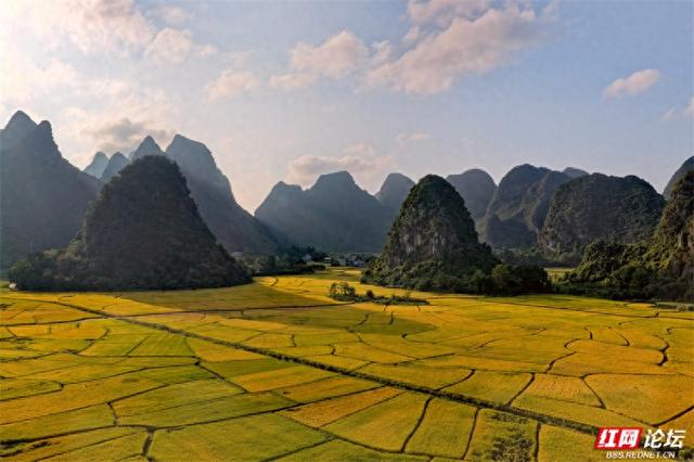 欢庆时刻丨桂林田心村：秋到状元桥，稻香里的山水欢庆曲