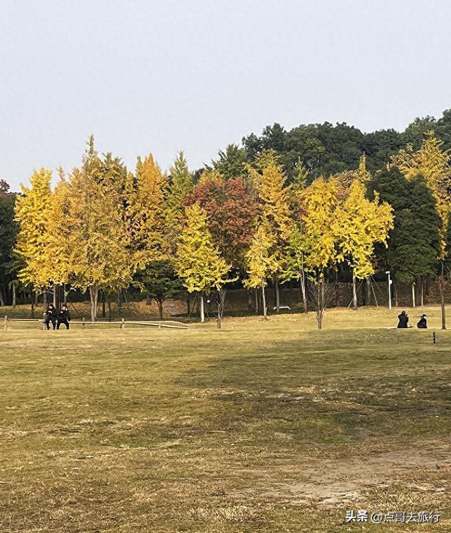 成都城市中的草原牧场，彩林比阿勒泰还美，公交车地铁直达！