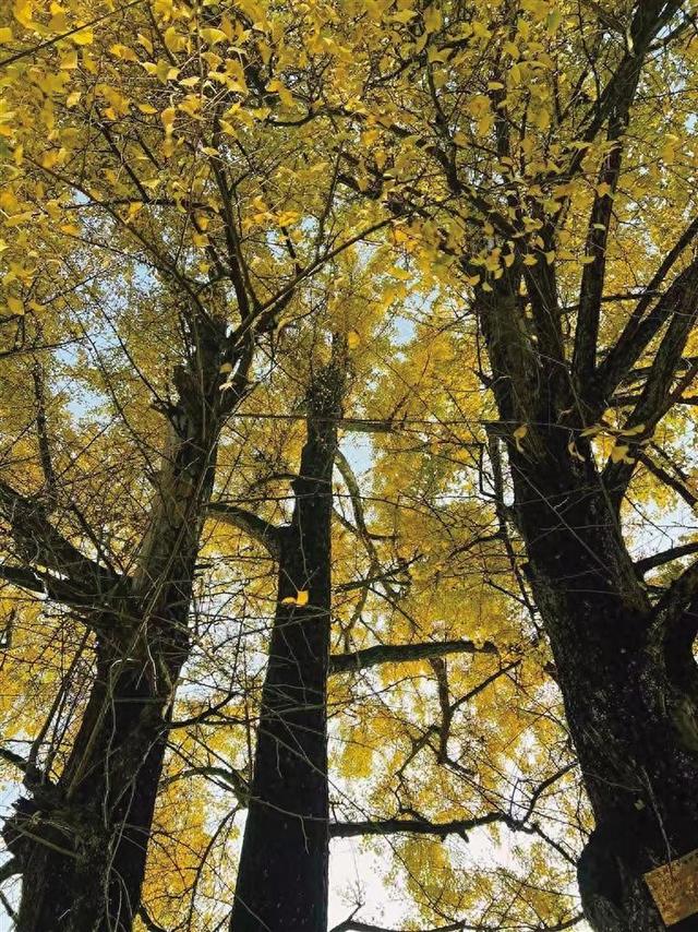 李诗好丨川洞之韵