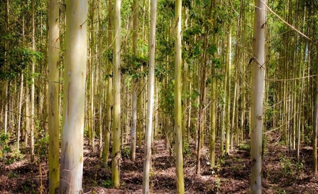 日本和美国早已禁种，中国为何依然大力种植？背后原因不简单