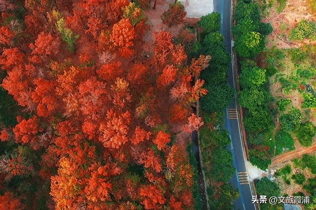 霞浦这处全球纬度最南枫香林,藏着闽东最浓的红韵