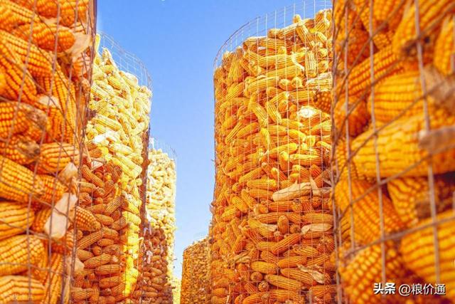 玉米“涨撒欢”了！玉米全面翻红已经遍地开花了！11月28日玉米价