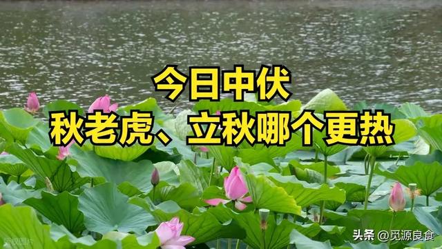 中伏.立秋与秋老虎.三者的气象博弈与文化意蕴.
