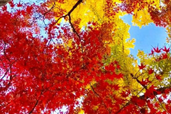 南京的秋，是“西红柿炒蛋”味的！