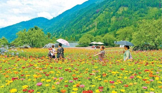荥经县30亩花田绽放引客来