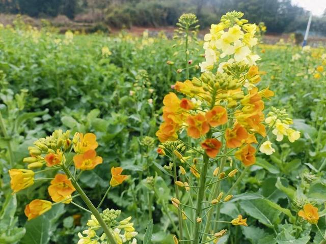 七彩油菜花开时，网红游客竞相来