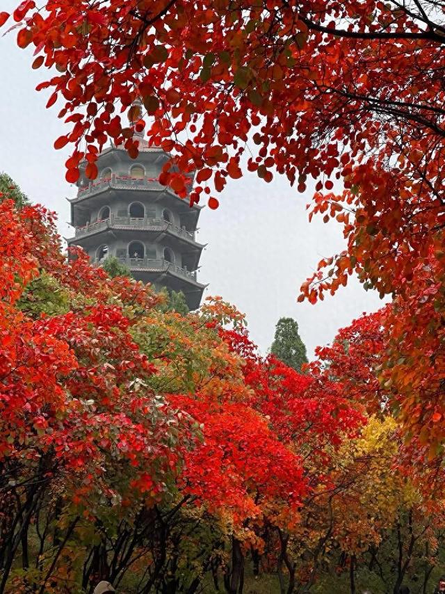 郑州免费童话森林！3公里天然红毯美哭了！