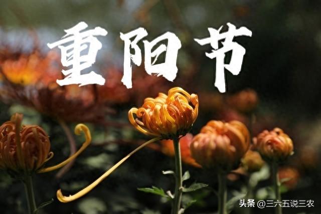 “不怕重阳阴，就怕重阳晴”，今日重阳，为啥怕晴天？看老人咋说