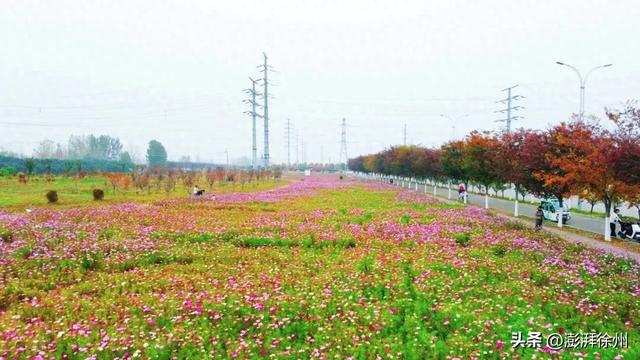 20亩花海，增添邳州暖意