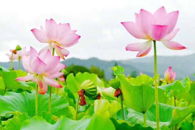 通城：享受夏日荷塘美景