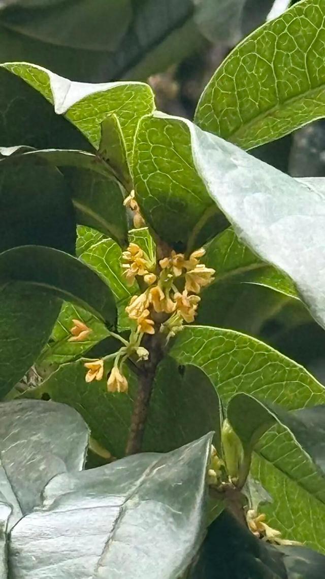 离谱？网友发现，浙江的桂花…又开了！
