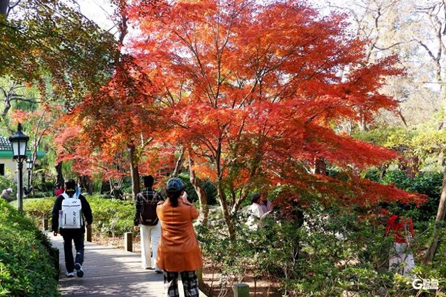 初冬限定浪漫：青岛中山公园红叶正艳