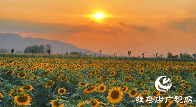 驿城区胡庙乡：万亩向日葵盛放 成秋日打卡新热点