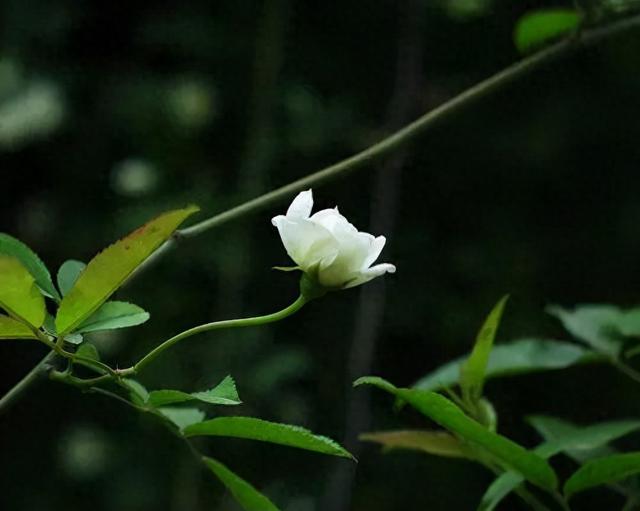花开荼蘼词语解释（散文花开荼蘼）