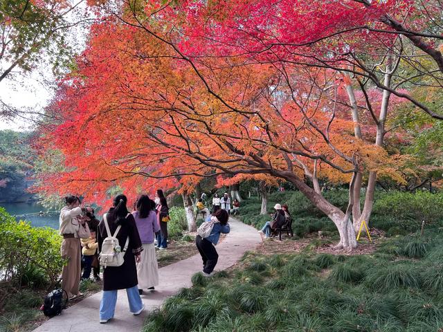 如花如画，每年一见的杭州红叶季到了，错过再等一年。