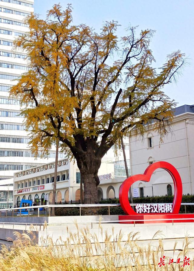 546岁汉阳树叶子全黄，进入最佳观赏期