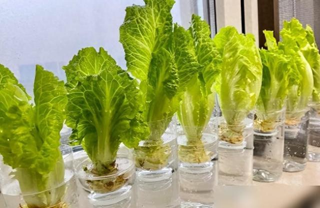 90后姑娘惊艳全网！几个塑料瓶搞定阳台菜园，月省数百元