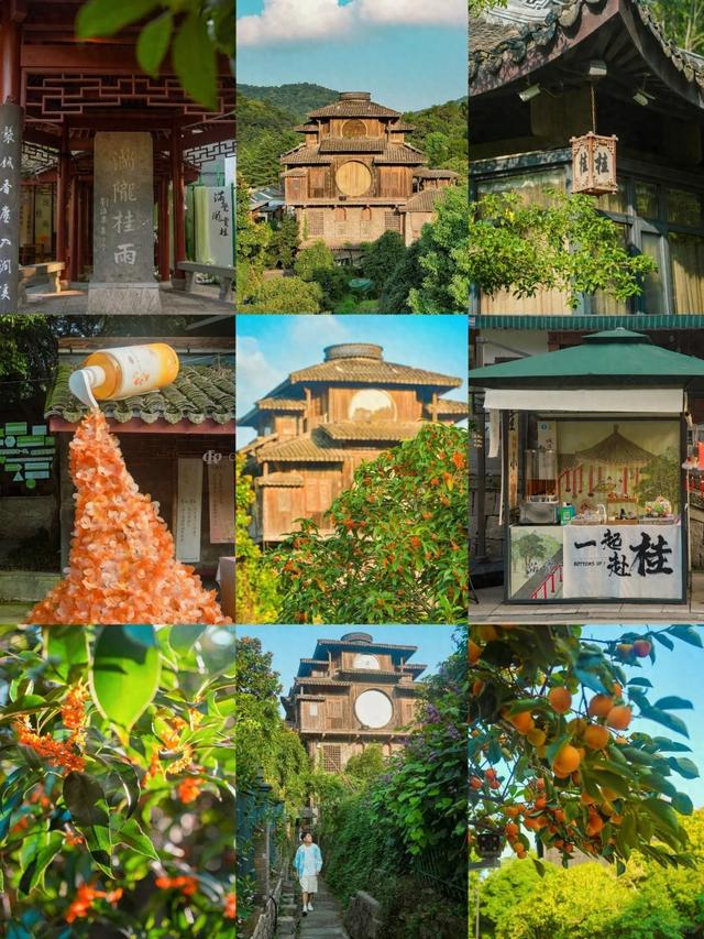 最近的浙江，香迷糊了！这个周末，跟着追