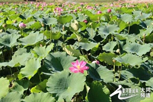 山西神溪国家湿地公园：“荷”美答卷