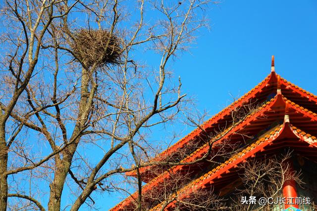 河南淮滨：亭巢相伴共话和谐