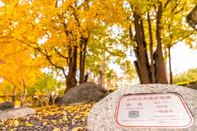 300岁古银杏披上“黄金甲”，“落叶不扫”打造金色打卡点