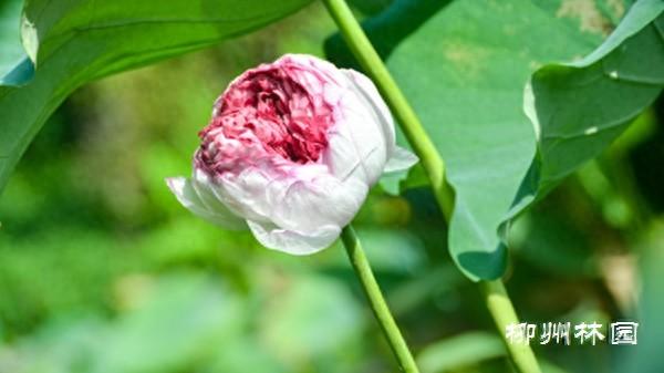 柳州园博园上演“一花多心”千瓣莲惊艳绽放
