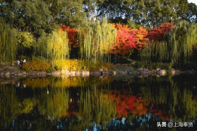 温度要降，颜值要升！古华园的秋色进入“高光时刻”，速看→