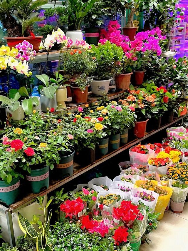 淘宝、赏花、观鱼，周末共康古玩街约起？