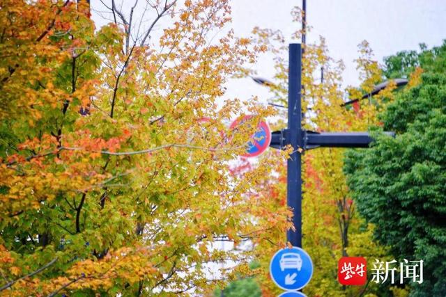 苏州相城黄桥这条路，含“金”量超高～