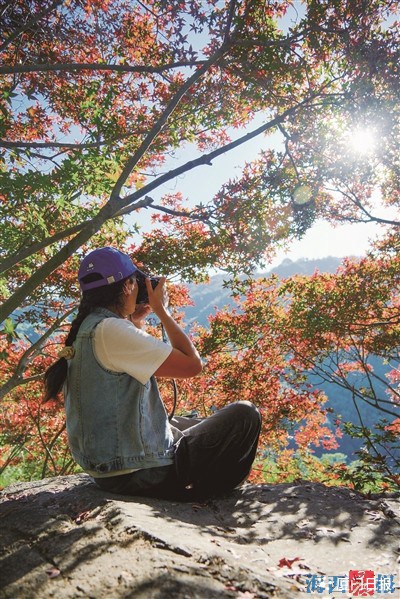 霜叶红于二月花，鹭岛五裂槭进入最佳观赏期