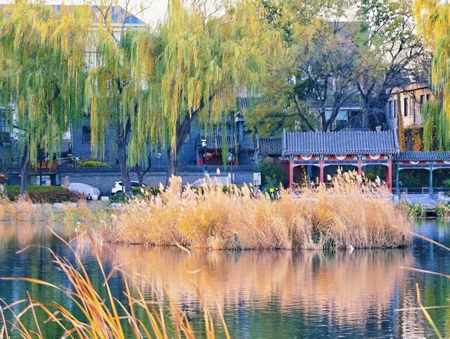 什刹海西海湿地：初冬绝美自然画卷