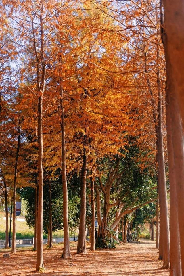 福州秋日限定浪漫已送达，附打卡点位→