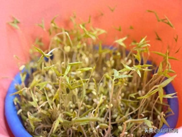绿豆历险记攻略（国庆奇观四年级学生带绿豆芽游遍全国）