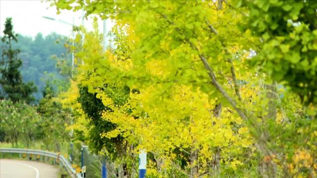 连城宣和:银杏披金 秋景如画