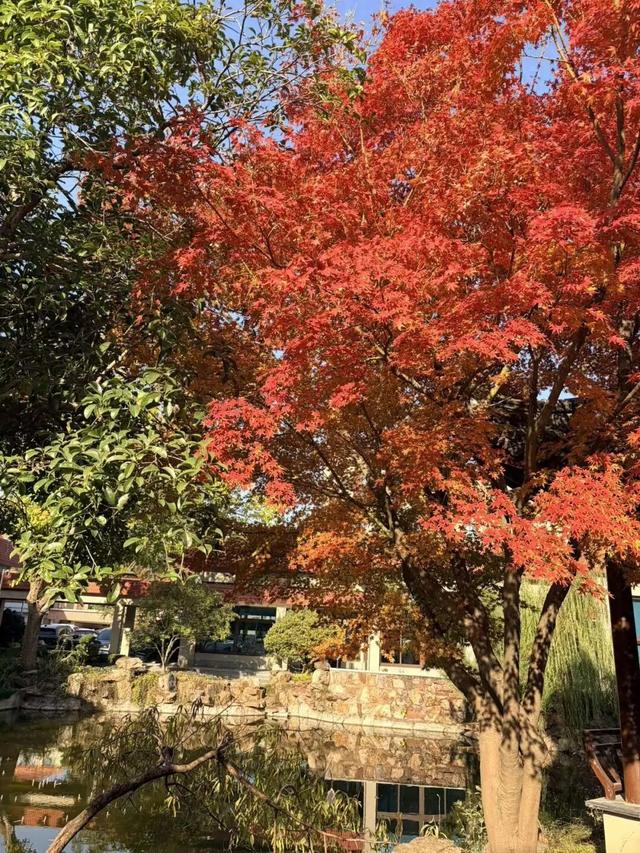 秋冬限定美景上线！快来长宁这个小镇打卡吧→