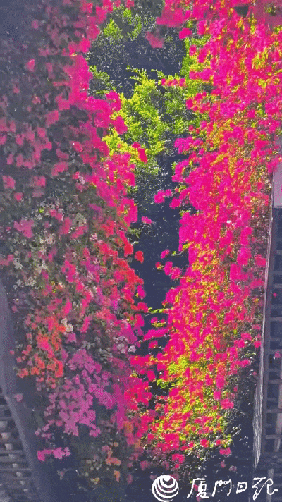 厦门又一网红出片点位，上新！美成偶像剧取景地→