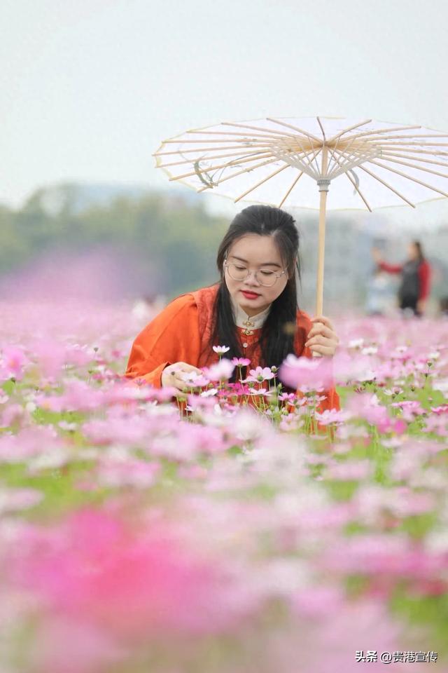 贵港这片格桑花海盛放，超出片！