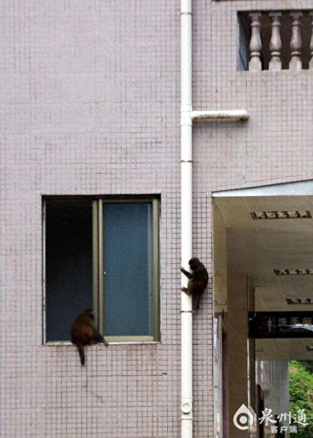 泉州上百只野猴上西天寺“大闹天宫”！上房揭瓦、进殿偷果、打劫游客抢包夺食……