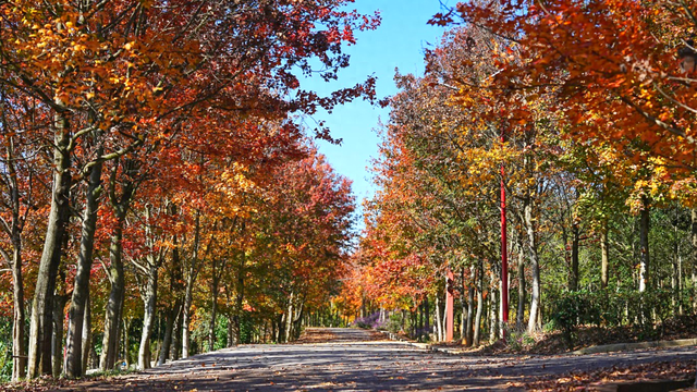 石林万家欢蓝莓庄园“枫”景正好