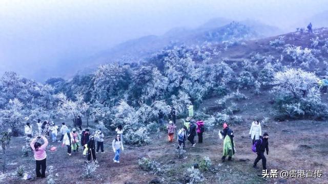 平天山美成了银装素裹的童话世界！贵港人：冷到发抖也要去