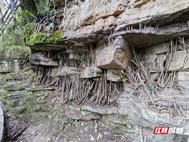 诗意对话奇峰 创意点亮山水：张家界国家森林公园上演“借位创意”互动新风尚