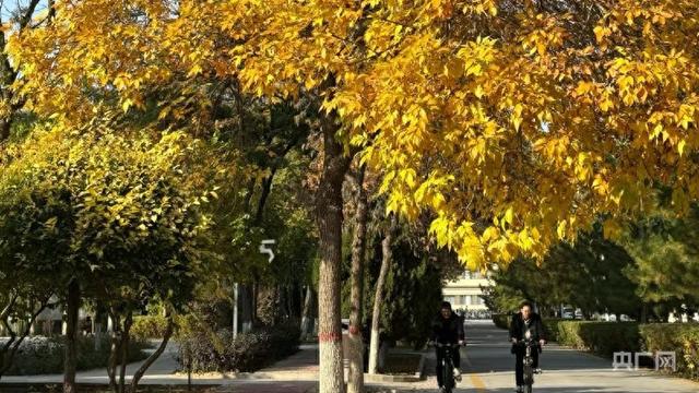 金树骑行 暖阳下的秋日浪漫