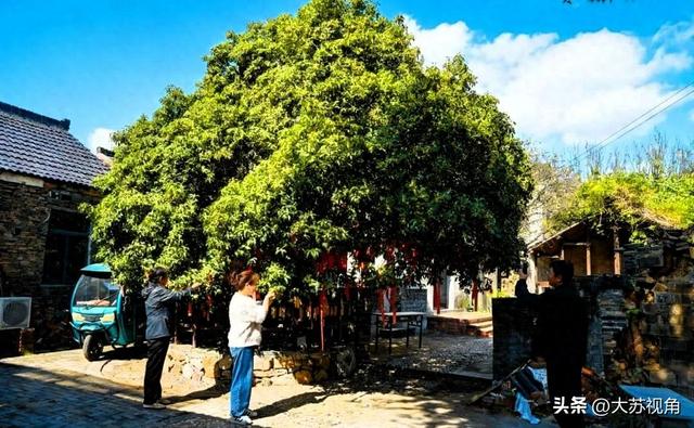 南京藏着“最老桂花”！500岁树龄+非遗米糕，成长三角打卡新宠