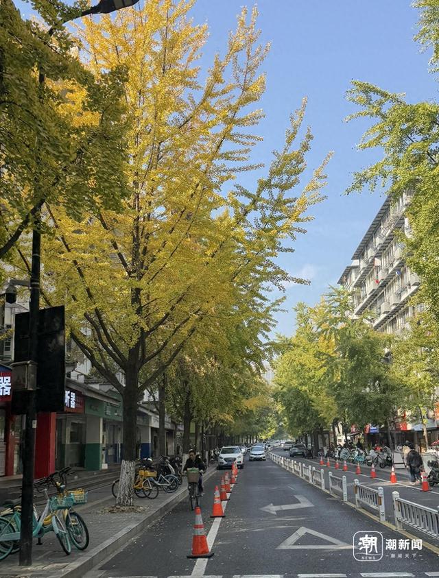 清吟街银杏正在变色，科技园里已落叶成诗，杭州秋日限时款美景渐入佳境
