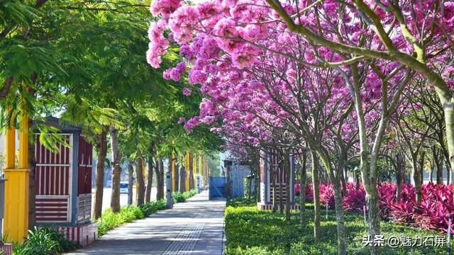 石屏风铃染冬色 冬阳里的紫花秘境