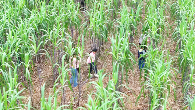 风吹蔗浪！孝昌这片田园风光藏不住了