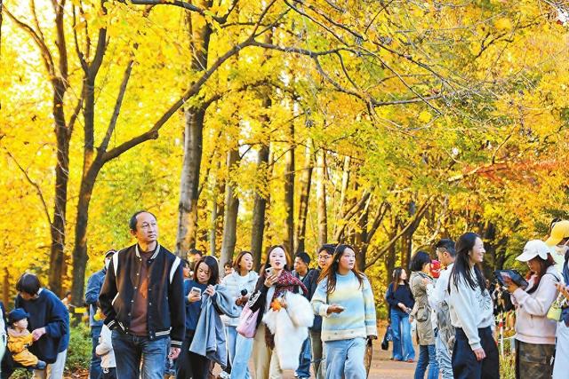 春城冬日“枫”景美