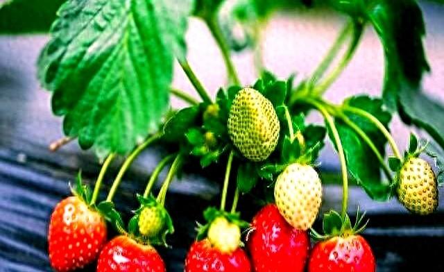 女人隐私为什么只给丈夫看？一位女性说出了看法！让你大开眼界！