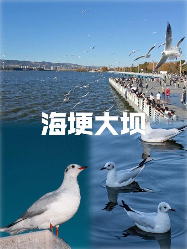 昆明进入红嘴鸥最佳观赏季，周末乘地铁去打卡吧